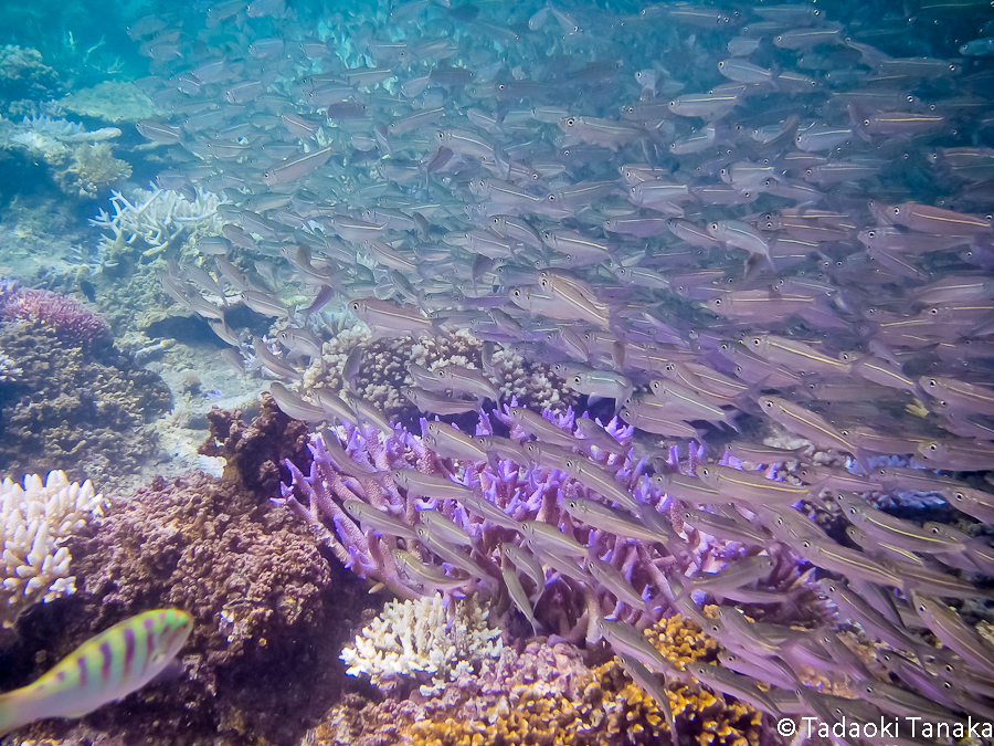 07.fiji2006