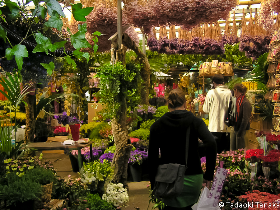 41.シンゲルの花市2