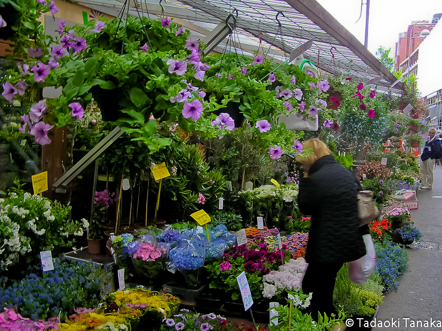 43.シンゲルの花市4