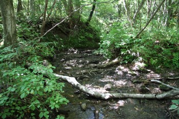 平成の森