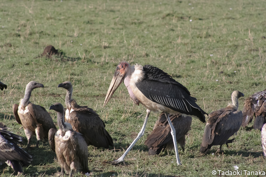 15.アフリカハゲコウ1