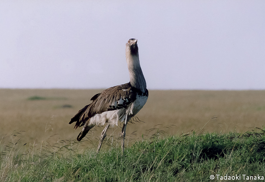 17.アフリカオオノガン