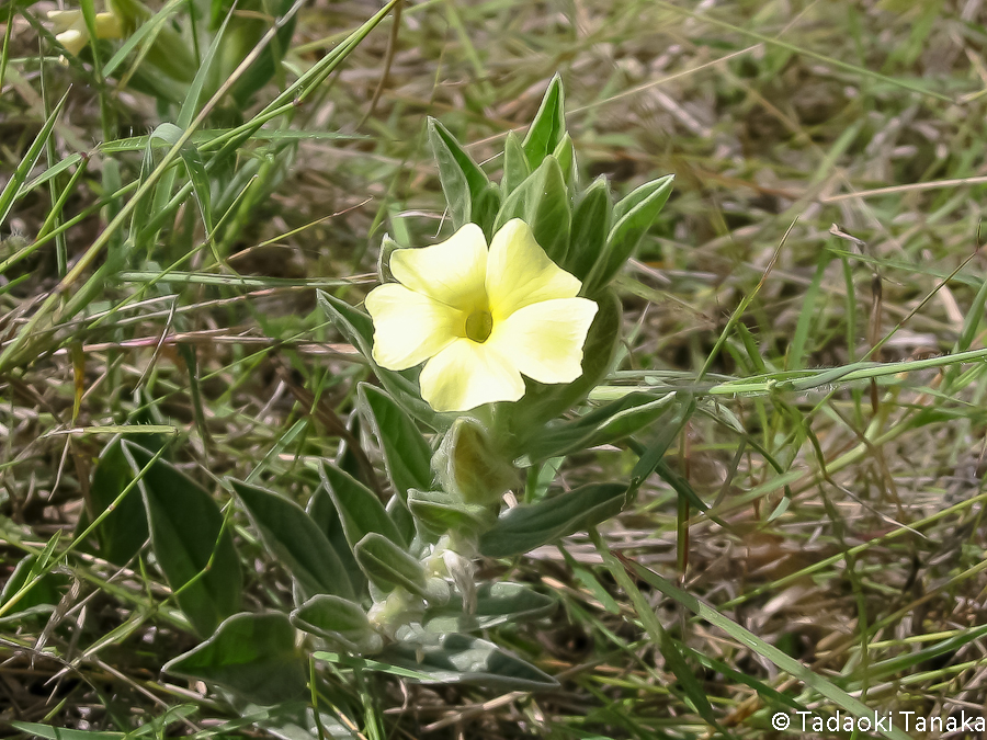 25.マサイマラの花1